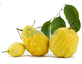 Limoni_costiera_Amalfitana ParBonus vendita pesce fresco a domicilio roma e provincia.